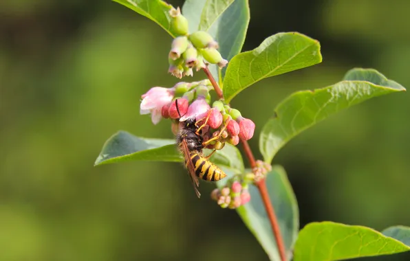 Flower, wasp, insect, twig