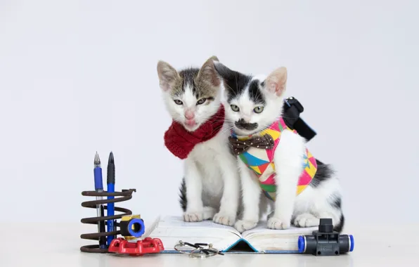 Взгляд, кошки, поза, котенок, котята, парочка, два котенка, милые