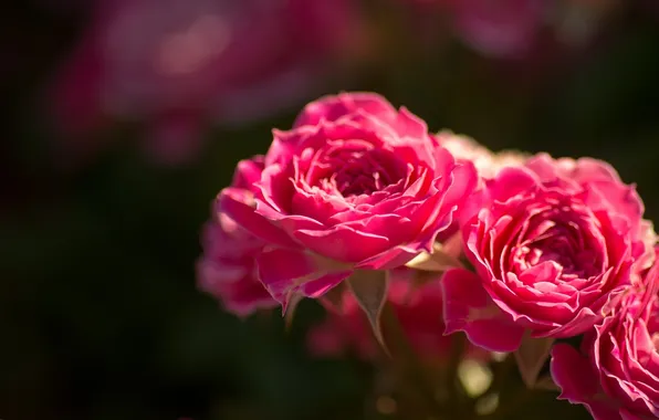 Макро, розы, бутоны