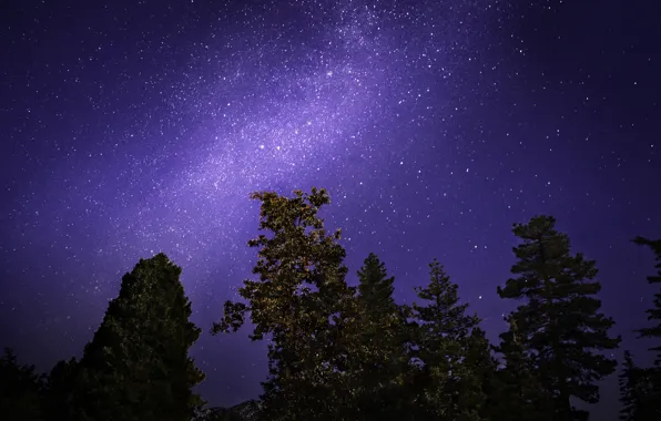 Небо, звезды, деревья, ночь, млечный путь