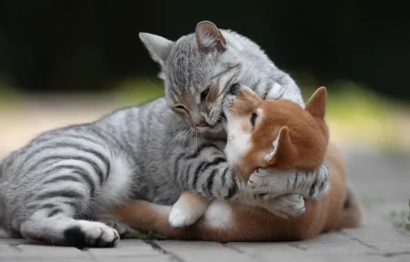 Картинка кошка, друг, собака