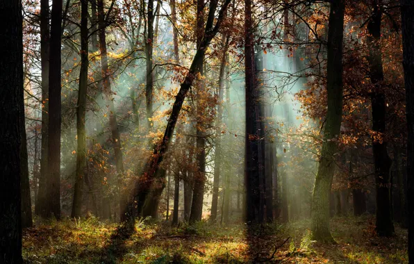 Картинка осень, лес, свет, деревья, пейзаж, природа, Radoslaw Dranikowski