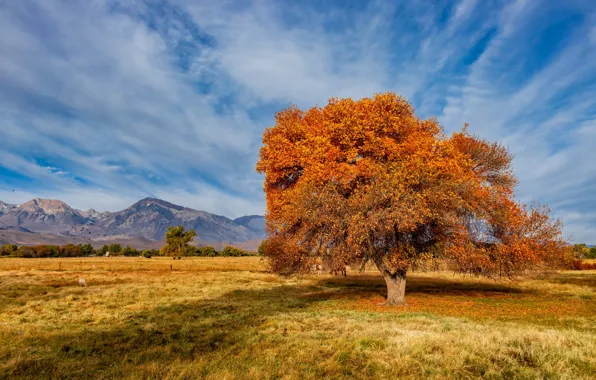 Картинка осень, United States, California, Sierra Trailer Park