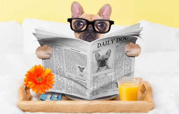 Картинка стакан, собака, юмор, сок, очки, газета, окуляры