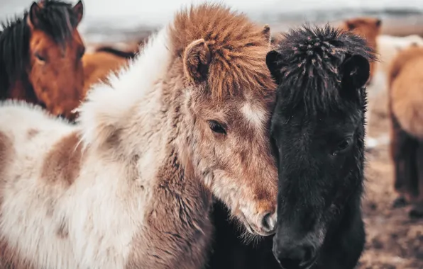 Картинка природа, Iceland, Horses