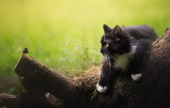 Картинка кошка, лето, кот, взгляд, природа, поза, котенок, дерево