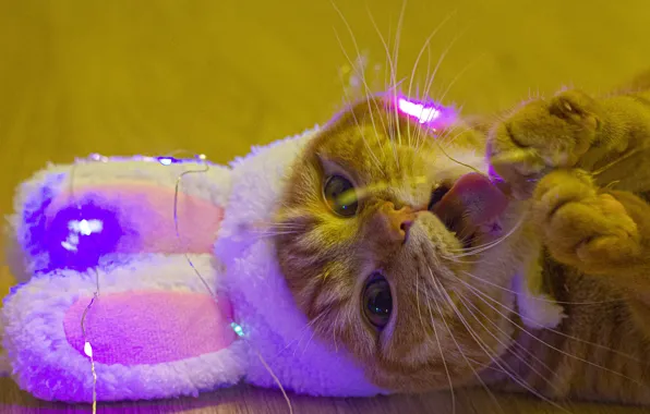 Язык, кошка, кот, взгляд, свет, котенок, игра, лапки