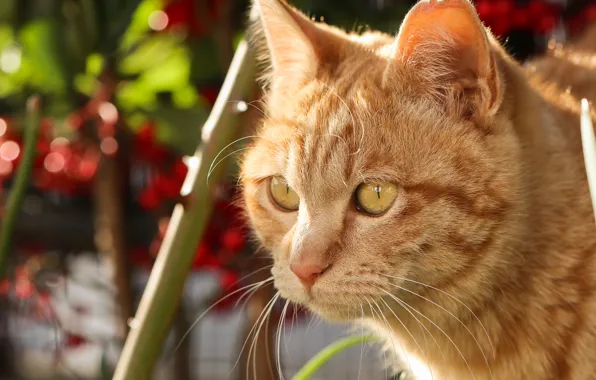 Картинка кот, портрет, рыжая