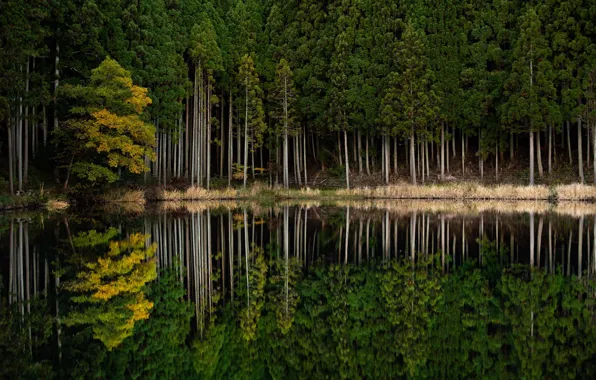 Картинка лес, природа, озеро