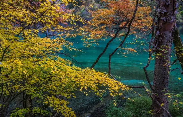 Осень, вода, деревья, ветки, берег, листва, желтые листья, клён