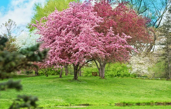 Картинка деревья, цветы, парк, весна, цветение, скамья