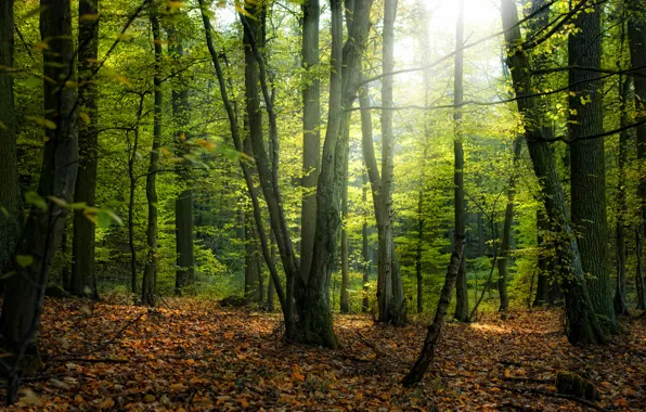 Осень, листья, деревья, природа, парк, дерево, леса