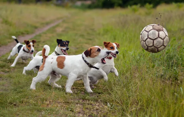 Картинка собаки, футбол, спорт, мяч, друзья