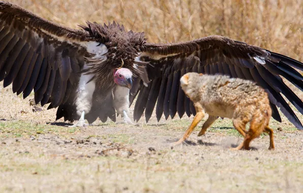 Картинка fox, wings, feathers, predator, defense, vulture