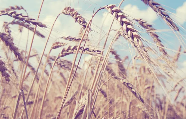 Поле, пейзаж, природа, румыния, пшеница. лето