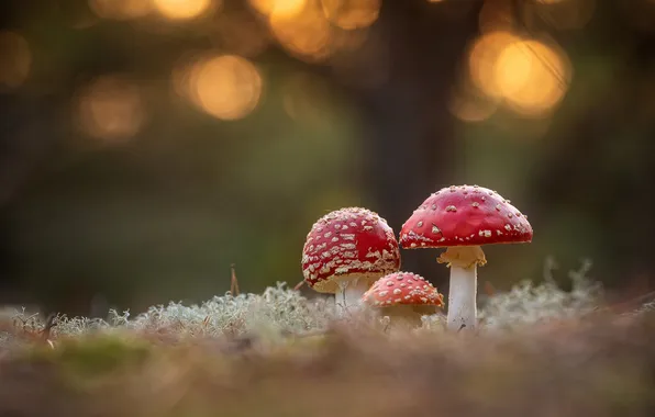 Грибы, мухоморы, боке, семейка