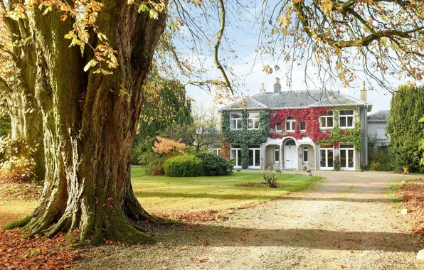Осень, дом, Англия, сад, Windsor, Holdcroft House Savills