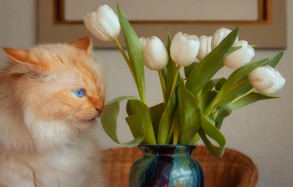 Кошка, кот, взгляд, цветы, поза, букет, рыжий, тюльпаны