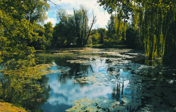Trees, park, lake, pond