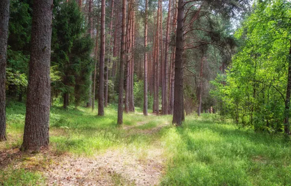 Зелень, лес, лето, трава, свет, деревья, ветви, стволы