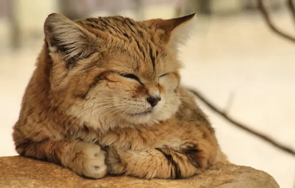Nature, cat, resting, sand cat