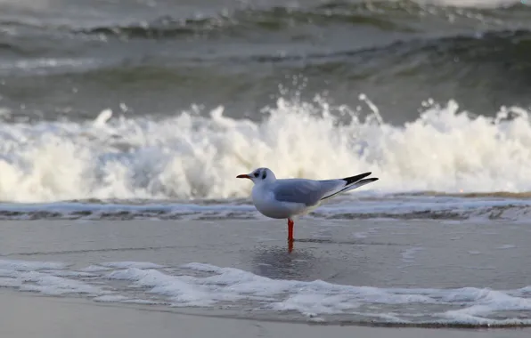 Beach, sea, ocean, seagull