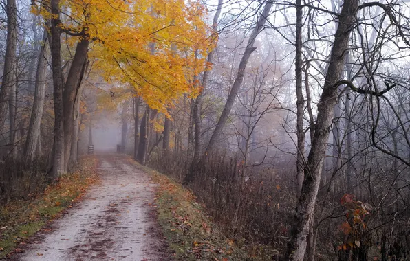 Картинка дорога, осень, деревья, туман