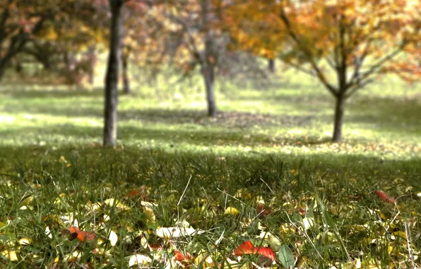Картинка осень, трава, листья, деревья, сад