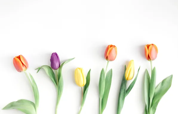Цветы, colorful, тюльпаны, fresh, wood, flowers, beautiful, tulips