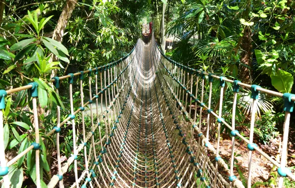 Картинка Растения, Дорожка, Канат, Rope walkway