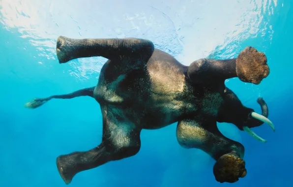Wallpaper, Super, River, Elephant, Sweeming