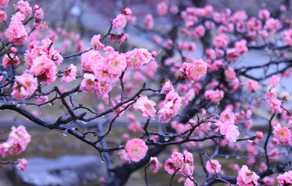 Вода, капли, цветы, весна, Япония, Киото, императорский сад
