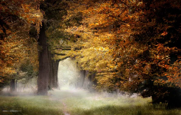 Осень, деревья, природа, туман, парк, утро, Kees van Dongen