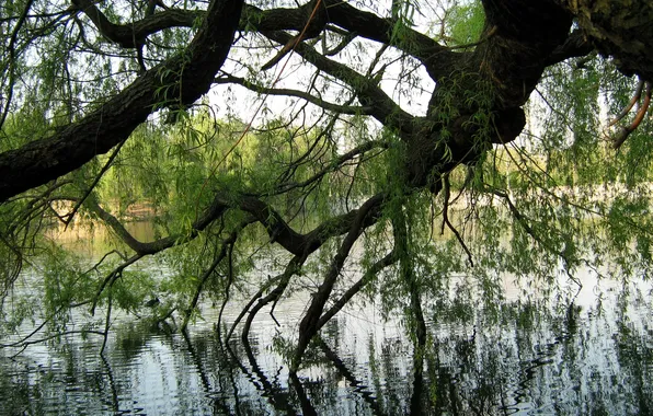 Парк, Город, Кишинев