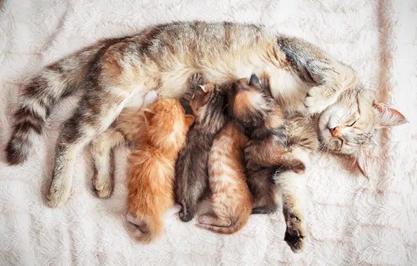Кошка, котята, мама, грудное вскармливание