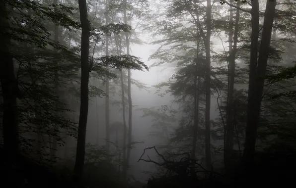 Лес, деревья, туман, силуэты, коряги