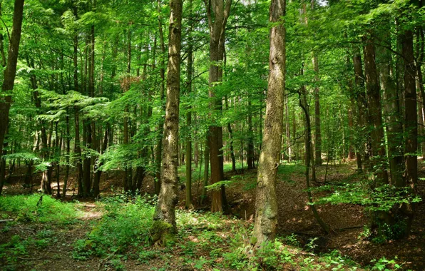 Картинка лес, лето, природа