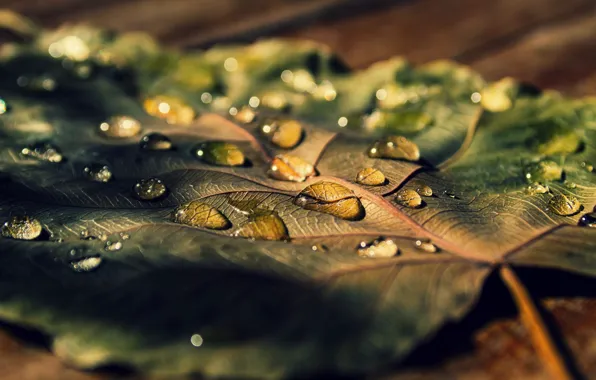 Картинка листья, вода, макро, роса, фон, widescreen, обои, капля