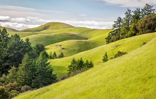 United States, California, Stinson Beach, Mount Tamalpais State Park, Rolling Green