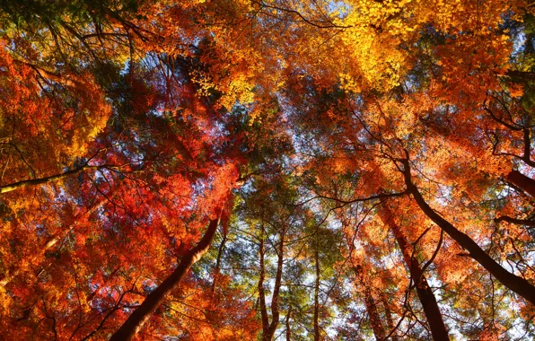 Осень, лес, листья, деревья, парк, forest, landscape, park
