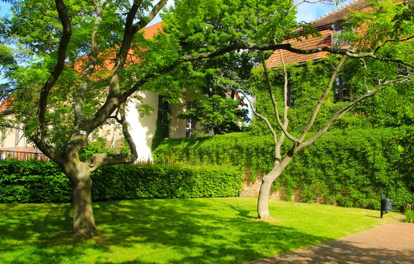 Trees, park, lawn