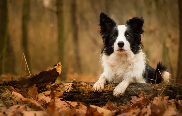 Картинка осень, листья, собака, бревно