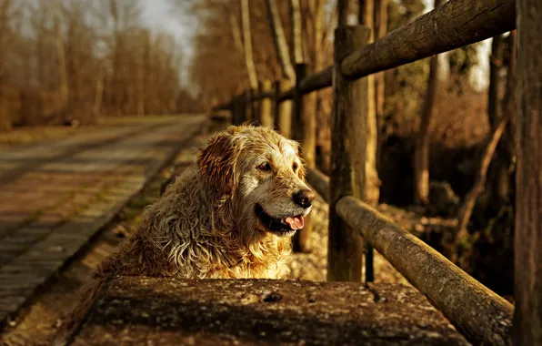 Картинка друг, забор, собака
