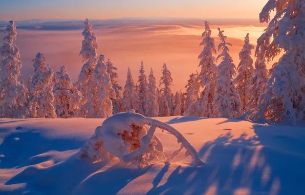 Зима, свет, снег, мороз, холодно, Сибирь, Республика Саха, Якутия