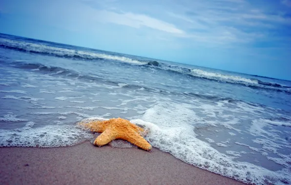 Картинка песок, море, пляж, звезда, summer, beach, sea, sand