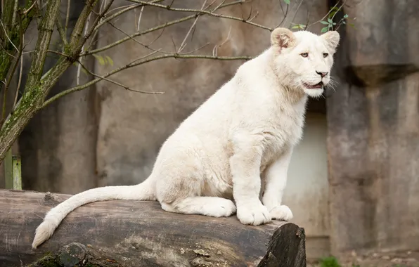 Картинка кошка, взгляд, бревно, детёныш, котёнок, львёнок, белый лев