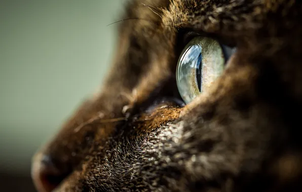 Картинка кошка, глаз, профиль