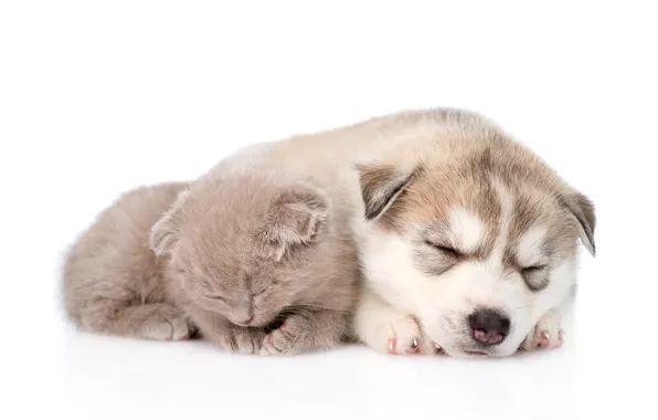 Кошка, Dog, хаски, Cat, спят, Husky, Kittens