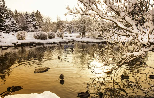 Twilight, trees, sunset, winter, lake, rocks, snow, dusk