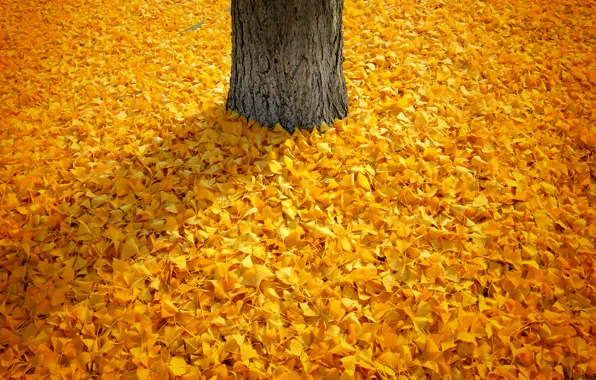 Осень, листья, природа, дерево, тень, Nature, листопад, yellow